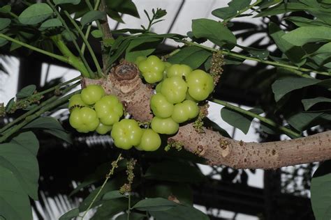 xaoy fruit|Phyllanthus acidus .